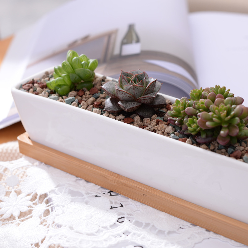 長い長方形の白いセラミック多肉植物プランターポット、竹トレイ - Echeveria Succulent のレビューと価格